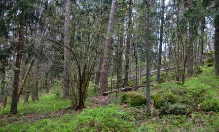 Pähkinäpensaita havupuuvaltaisessa rinnemetsässä.