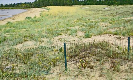 En öppen, sandig och delvis gräsbevuxen strand med sanddyner.