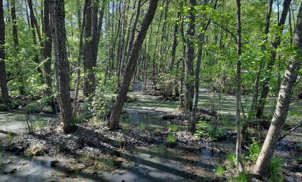 Keväinen tervaleppämetsä, jossa puut kasvavat matalilla kumpareilla ja väleissä on vettä.