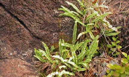 Saniaista kallionraossa.