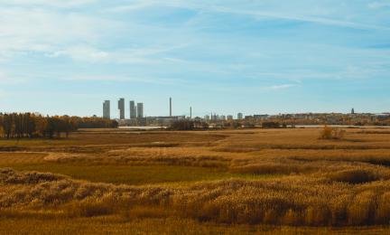 Ruovikkomaisema jonka taustalla näkyy kaupungin rakennuksia