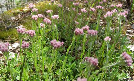 Runsaasti kukkiva matala kasvi.