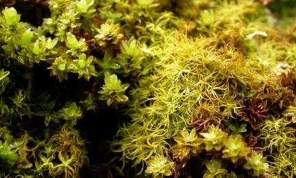 Lähikuva sammalista.