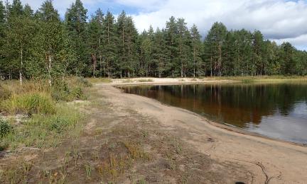 Hiekkaranta järven rannalla, taustalla metsää.