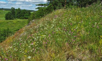 Parhaassa kukassa oleva aurinkoinen rinneniitty.