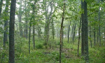 Sumuinen metsä, jossa eri kokoisia lehtipuita.