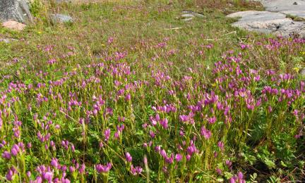 Lähikuva kukkivista niittykasveista, taustalla kalliota ja lohkare.