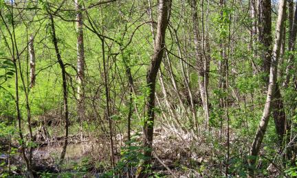 Tiheä joenrantametsä, jonka pohjalla vaaleita joen tuomia sedimenttilaikkuja.