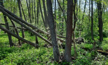 Ruohoinen tervalepikko, jossa myös kaatuneita puita.