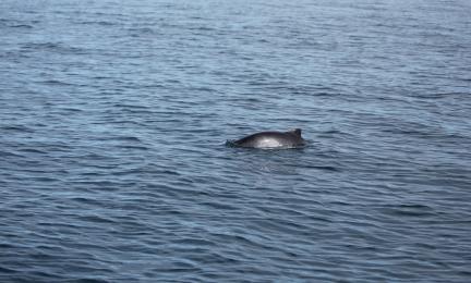 Kauempana vedestä esiin pilkistävä pyöriäisen selkä ja selkäevä.