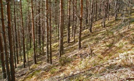 Tiheä nuori männikkö rinteessä.