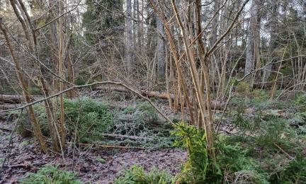 Lehdetön pähkinäpensaikko, jossa raivattu nuorta kuusta.