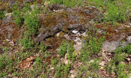 Matalaa ruohokasvillisuutta ja sammalpeitteitä kalliolla.