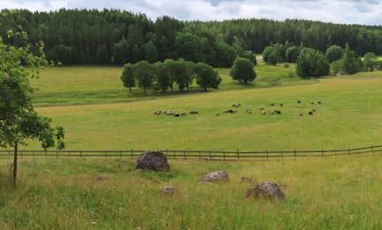Lampaita laajalla avoimella niittylaitumella.