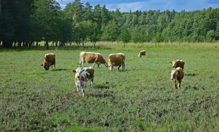 Vasikoita ja lehmiä matalakasvuisella rantaniityllä.