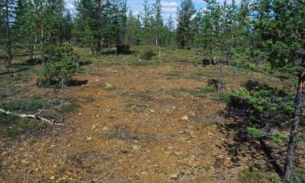 Paljas soralaikku harvassa, matalassa mäntytaimikossa.