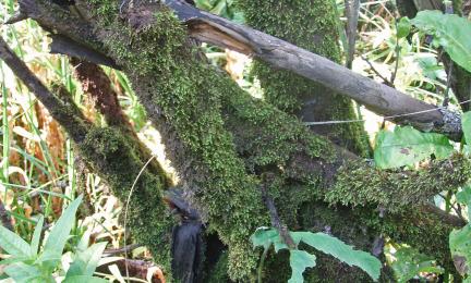 Lähikuva sammaleisista pajujen tyvistä.