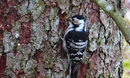 Tikka puun rungolla.