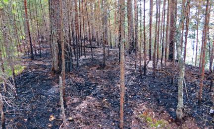 Männikkö, jossa poltettu, hiiltynyt pohja.