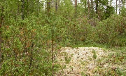 Katajapensaikkoa ja poronjäkäläinen umpeutunut kallio.