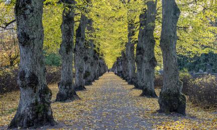 Näkymä pitkin syksyistä puukujaa.