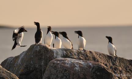 Seitsemän mustavalkoista lintua kalliolla. 