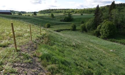 Laidunaitaa ja laidunnettu jokilaakso.