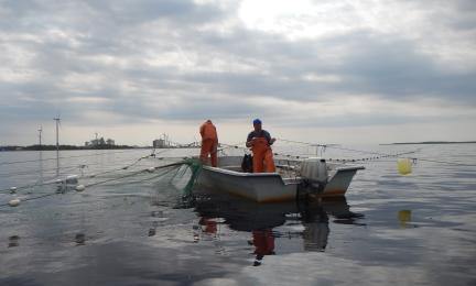 Kalastajia seisomassa veneessä ja vetämässä verkkoja