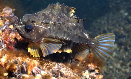 Merenpohjassa ruskea kala, jolla on raidalliset evät. 