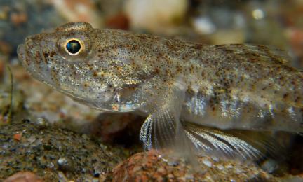 Vaalean ruskea kala merenpohjassa. 