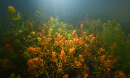Gröna och orangea vattenväxter på havsbotten.