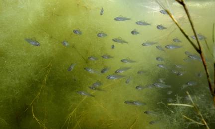 Kymmeniä kaloja uimassa sameassa vedessä. 