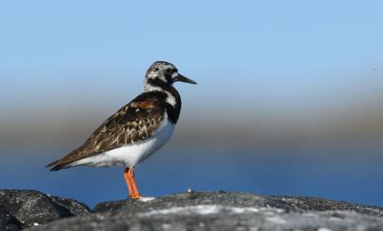 Ruskean ja valkoisen kirjava lintu rantakalliolla. 