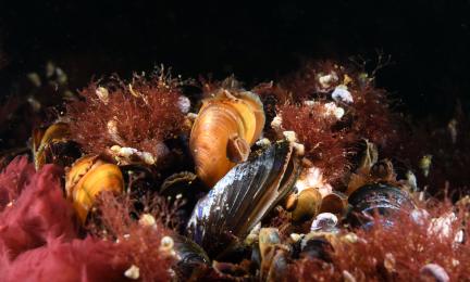 Musslor och rödaktig alg på havsbotten.