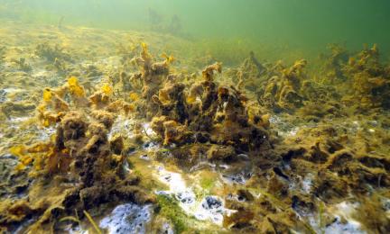 Vihertävä, vaalea ja punertava nukkamainen peite.