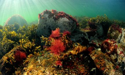 Punaista ja vihreää levää ja kivipohja.