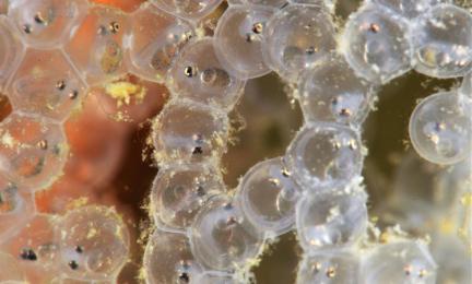 Läpinäkyvää kalan kutua. 