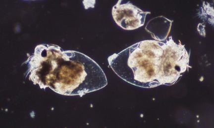 Läpinäkyviä eläinplaktoneita mikroskoopissa