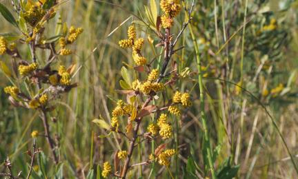 Kuva, jossa on suomyrtti kuvattuna luhtaletolla Hollolassa. 