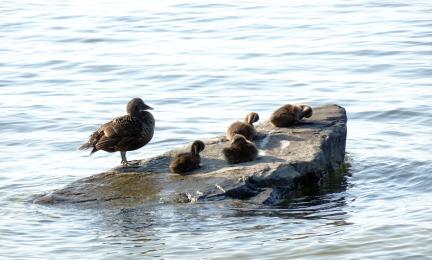 Vedestä esiin pistävä kivi ja sillä ruskea lintu neljän poikasen kanssa.