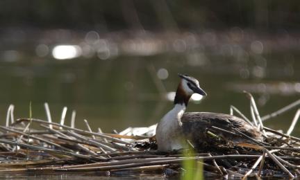 Hautova silkkiuikku ruokomättään päällä.