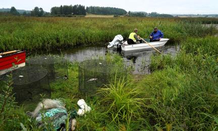 Vårdfiske i Kanteleenjärvi, Pukkila. Syftet med vårdfisket är att förbättra sjöns tillstånd genom att minska bestånden av karpfiskar. Förutom Kanteleenjärvi har vårdfiske utförts i Teutjärvi i Lovisa och Vanjärvi i Vichtis.