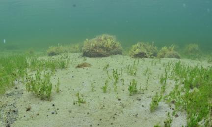 Vedenalainen kuva hiekkaisesta pohjasta, jossa kasvaa harvakseltaan näkinpartaisleviä.