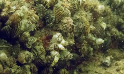 Kuva kalliopohjasta, jossa vaeltajasimpukka on vallitseva laji.