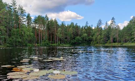 Metsälampi ja lumpeet.