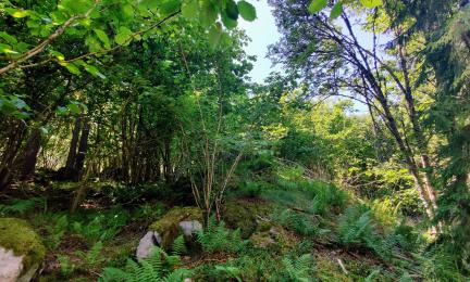 Pähkinäpensaslehto luonnonhoitokohteelta Porvoosta.