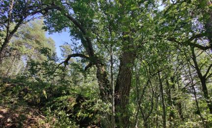 Suuri tammi kasvupaikallaan