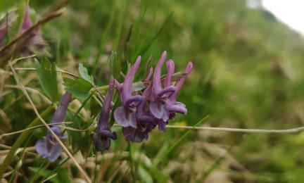 Kukkiva pystykiurunkannus.