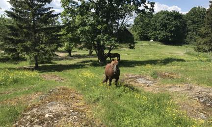Hevoslaidunnusta Lohjansaaren kedolla.