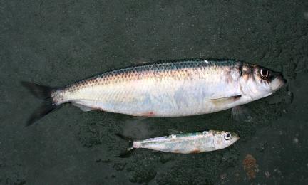 Iso ja pieni silakka.